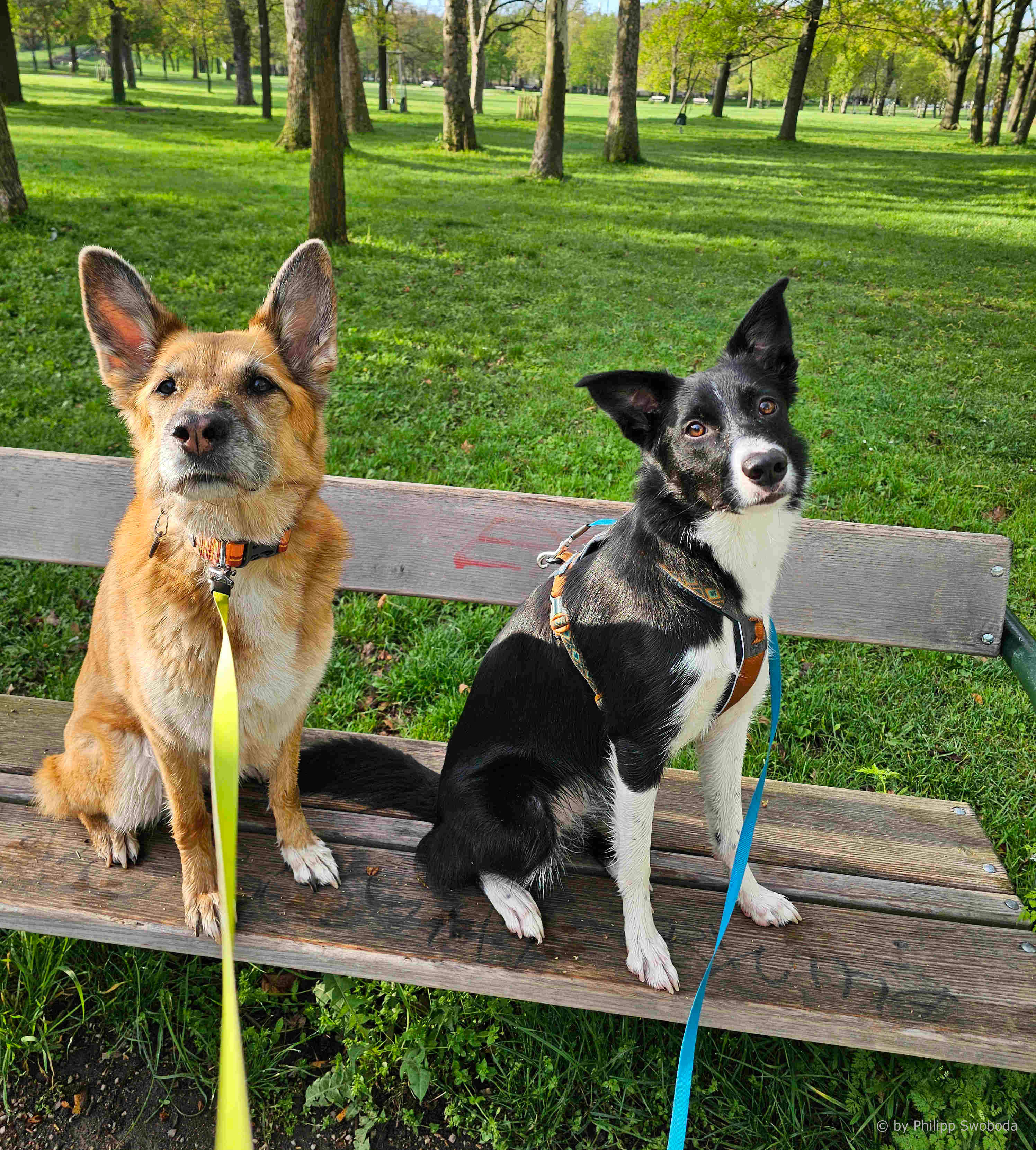 Der Prater am Morgen
